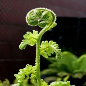 Meet your Posher, Natasha